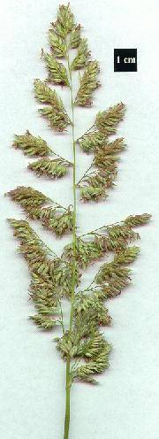 Inflourescence of Phalaris arundinacea